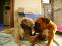 trilly e peter 1