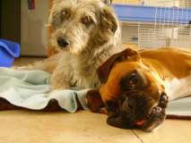 trilly e peter 2