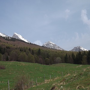 cime varie
