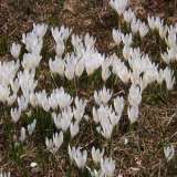 Cansiglio-sentiero 922-crocus selvatici