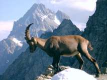 monviso