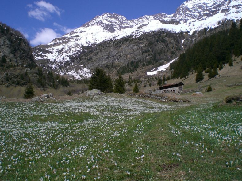 bucaneve in val d'avedo
