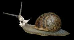lumacone