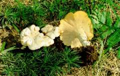 Cantharellus alborufescens