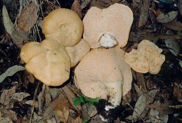 Hydnum repandum