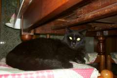 Nerone