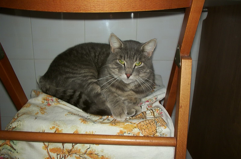Grigio