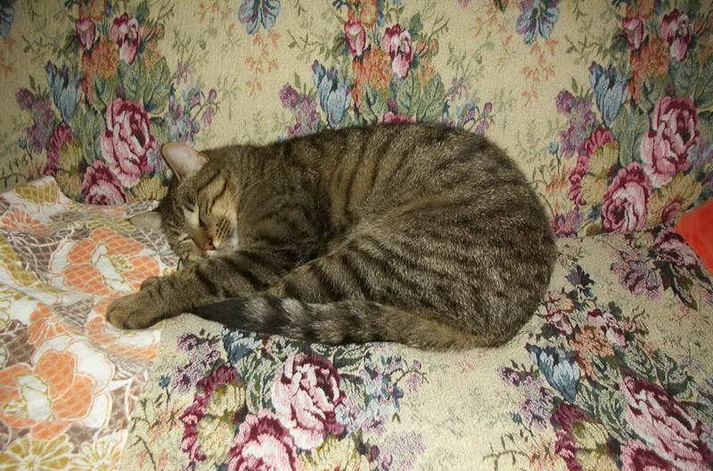 Tigre