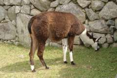 Lama