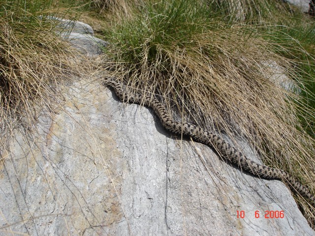 vipera