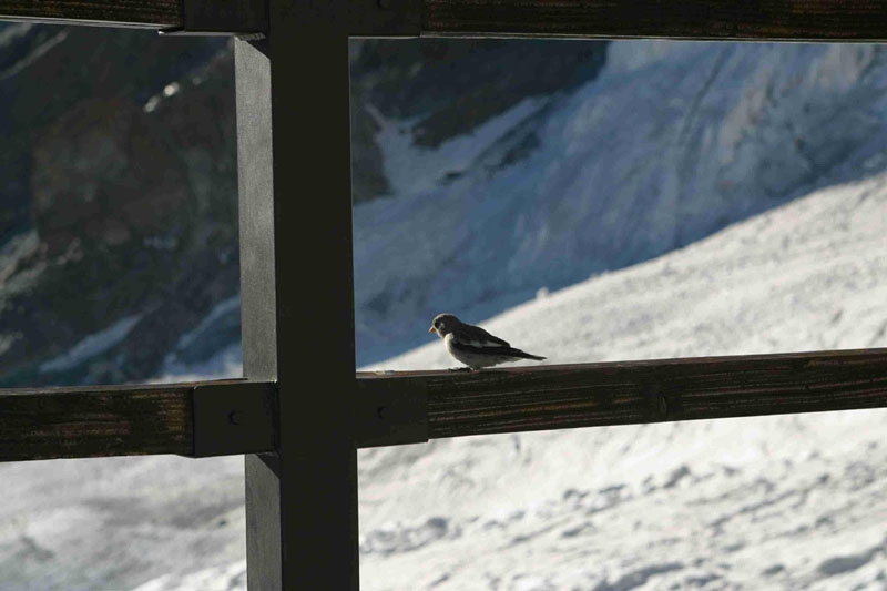 il passero alpinista in sosta al Lambronecca (Guide D'Ayas)