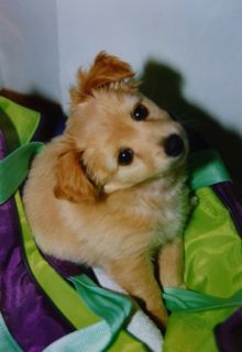 simba1