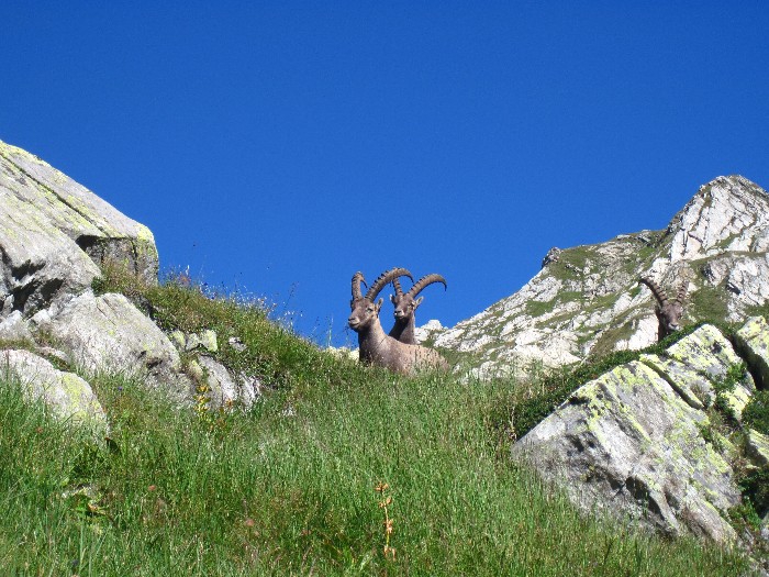 Stambecchi al Lago Sfondau