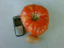 pomodoro