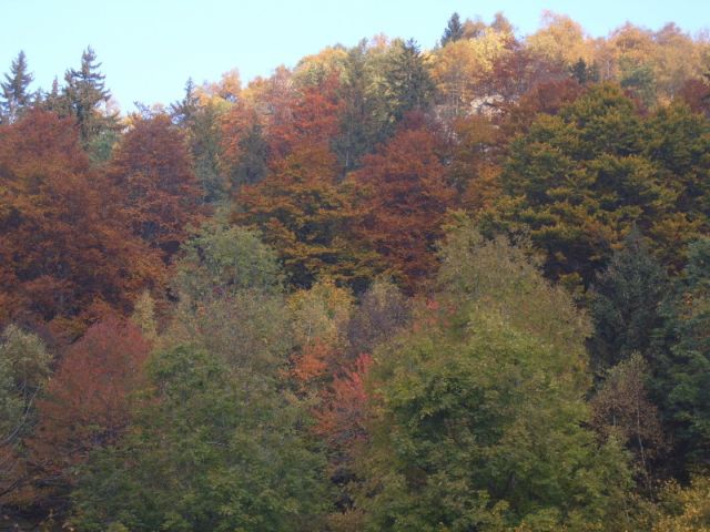 colors
