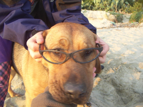 dog