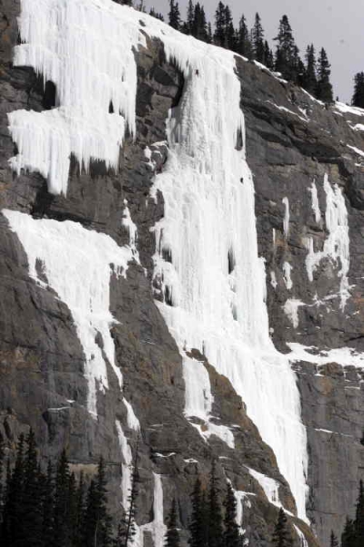 Weeping Pillar